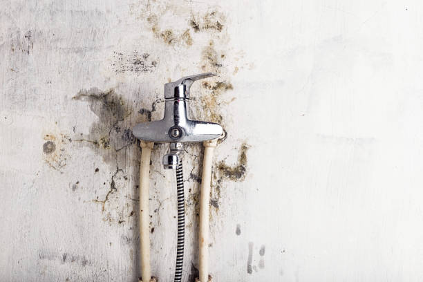 Colwich, KS Mold Removal Company