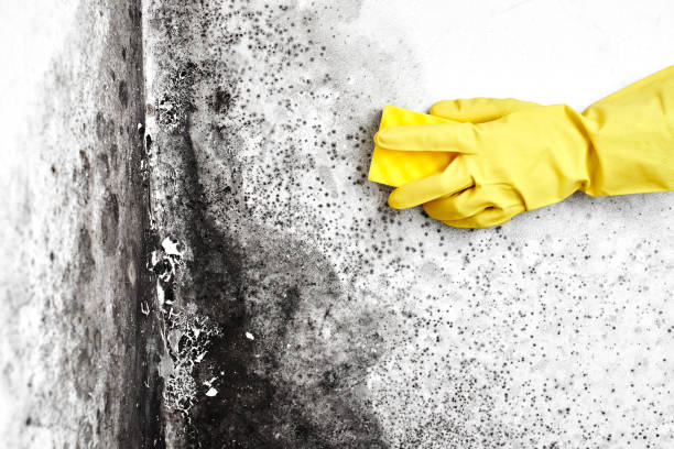 Best Mold Removal Company Near Me  in Colwich, KS