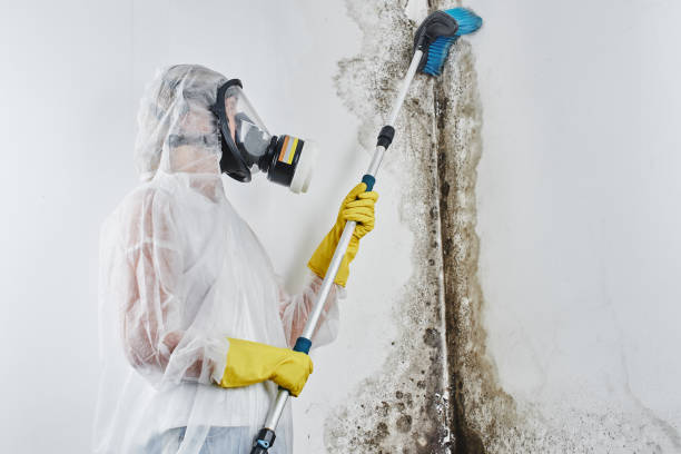 Best Black Mold Removal  in Colwich, KS