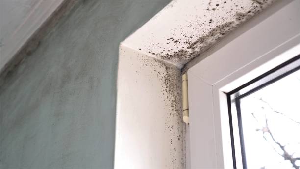 Best Mold Cleaning Services  in Colwich, KS