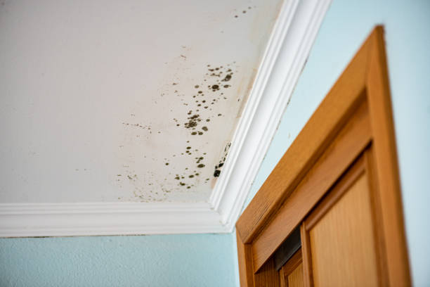 Best Mold Remediation Services  in Colwich, KS