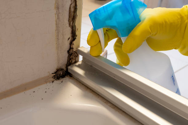 Best Toxic Mold Removal  in Colwich, KS