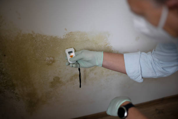 Best Attic Mold Removal  in Colwich, KS
