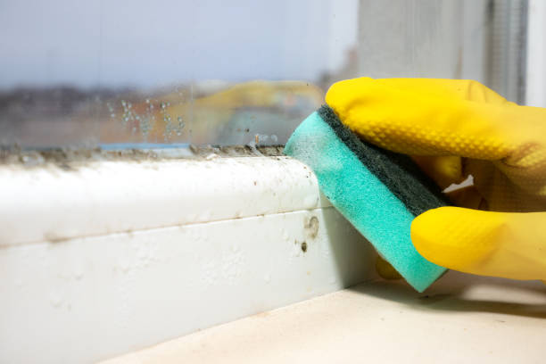 Best Mold Remediation  in Colwich, KS