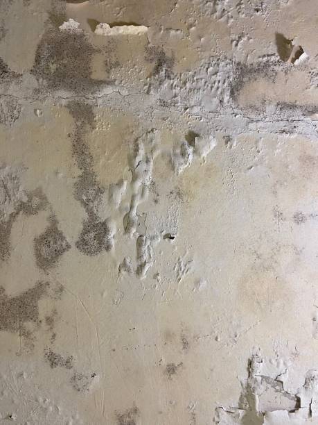 Best Fast Mold Removal  in Colwich, KS