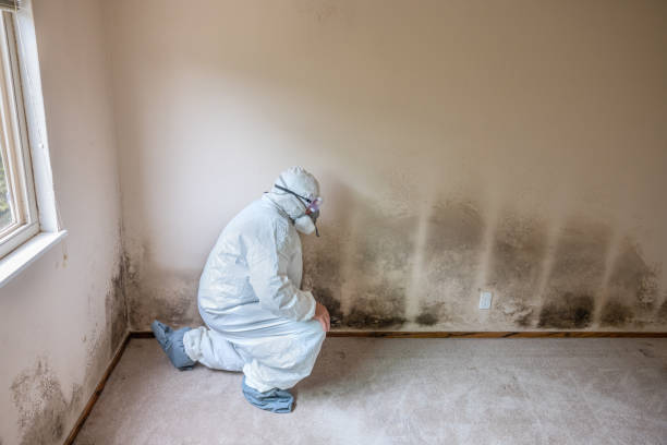 Best Commercial Mold Removal  in Colwich, KS