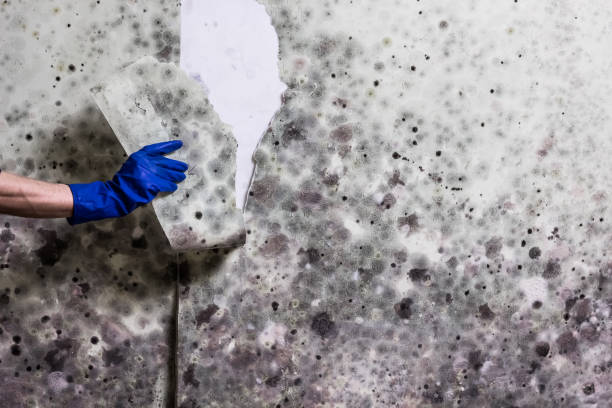 Best Mold Testing  in Colwich, KS