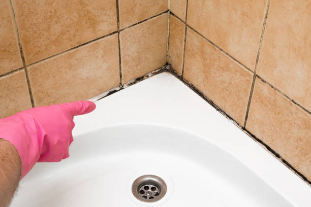 Best Attic Mold Removal  in Colwich, KS
